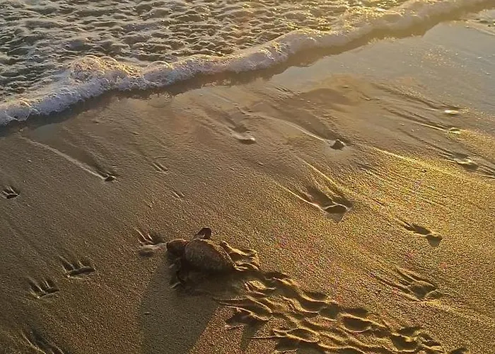 Turtle Villa *