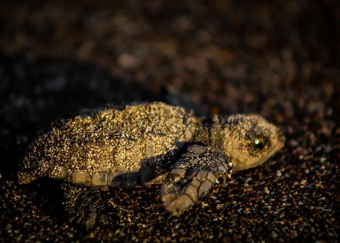 Turtle * Corozalito